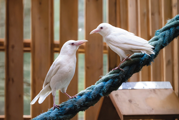 Nimpkish & Kokish — Albino American Crows